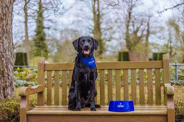 GzW   Banner  Hundefütterung